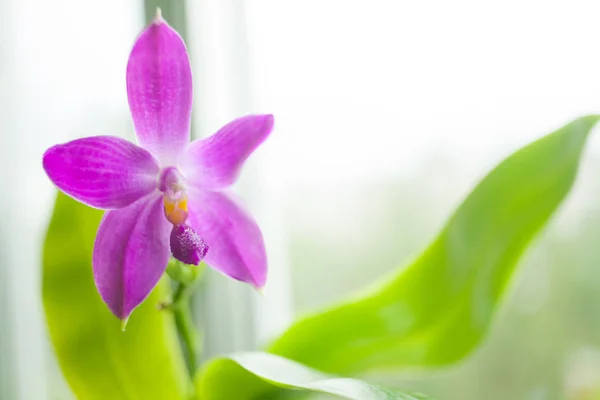 Orquídea Rara Bonita Pote Fundo Borrado — Fotografia de Stock