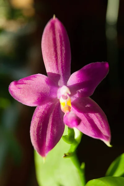 Krásné Vzácné Orchideje Hrnci Rozostřeného Pozadí — Stock fotografie