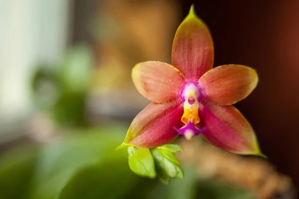 Piękny Rzadko Orchidea Doniczce Niewyraźne Tło — Zdjęcie stockowe