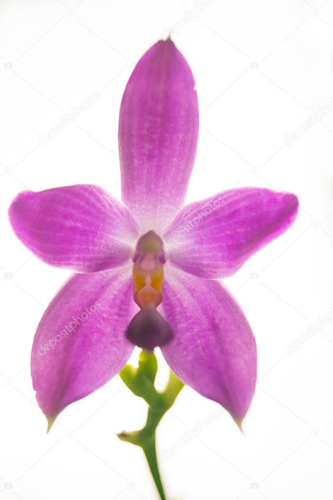 Beautiful rare orchid in a pot on a blurred background