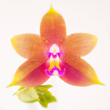 Beyaz arka planda bir tencerede nadir bulunan güzel bir orkide.