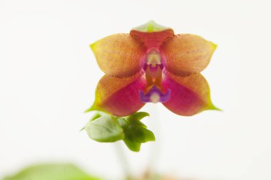 Beyaz arka planda bir tencerede nadir bulunan güzel bir orkide.