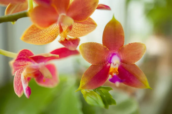 Piękny Rzadko Orchidea Doniczce Niewyraźne Tło — Zdjęcie stockowe