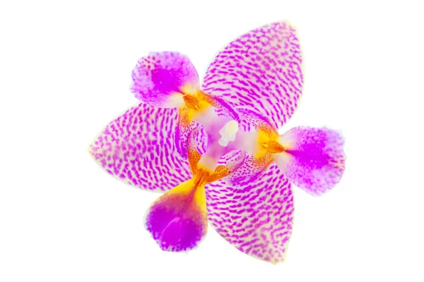Schöne Seltene Orchidee Einem Topf Auf Weißem Hintergrund — Stockfoto