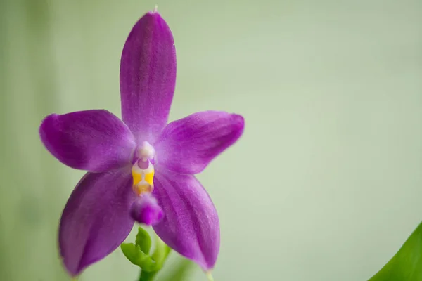 Bella Orchidea Rara Una Pentola Uno Sfondo Sfocato — Foto Stock