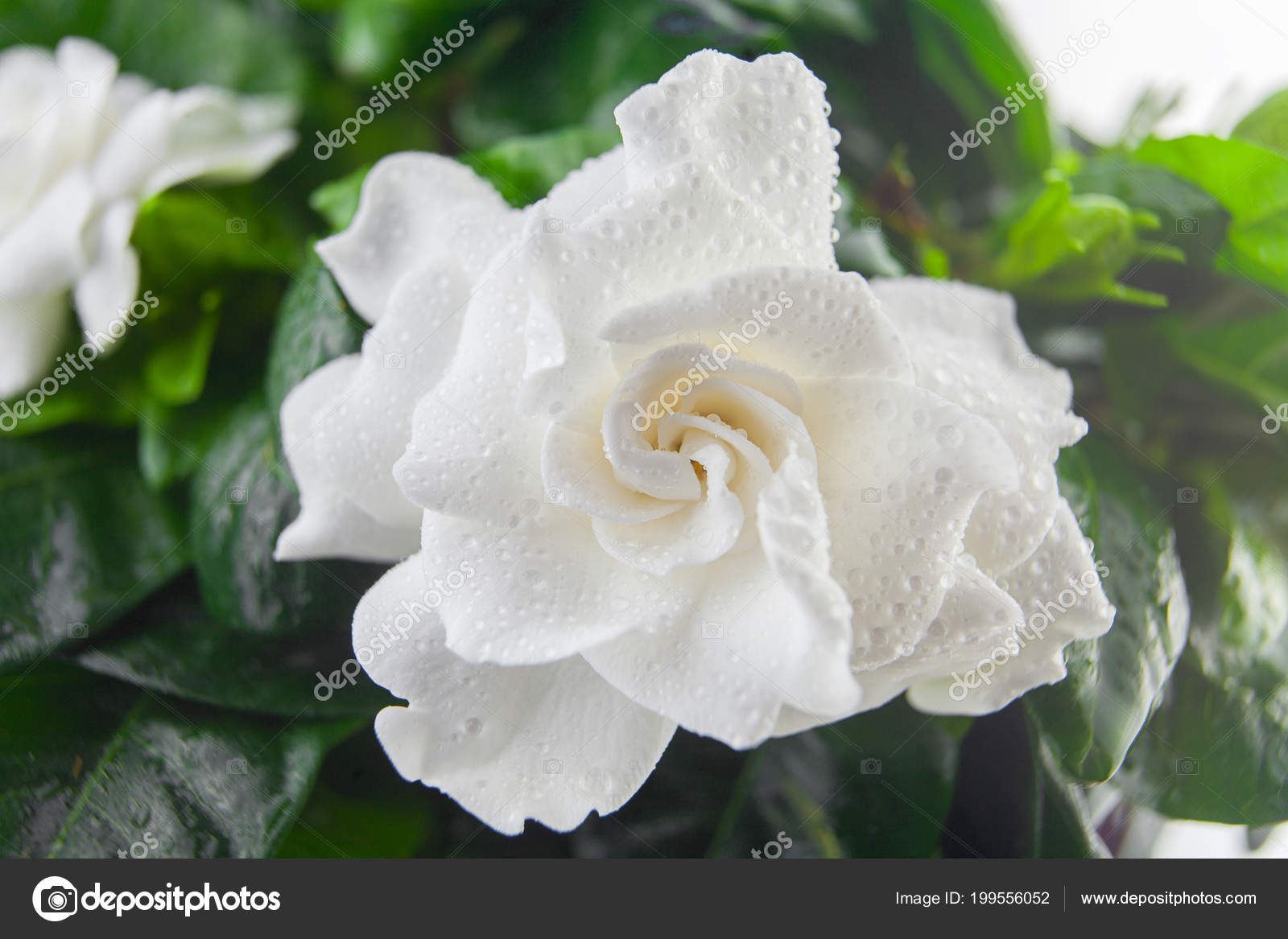 Belle Fleur Blanche Gardénia Sur Fond Vert image libre de droit par  Solstzia © #199556052