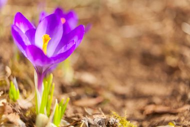 Arka planda güzel bahar çiçeği