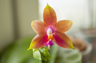 Bulanık bir arka plan üzerinde bir tencerede güzel nadir orkide