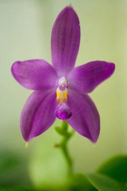 Bulanık bir arka plan üzerinde bir tencerede güzel nadir orkide