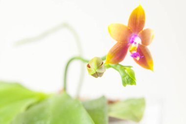 Bulanık bir arka plan üzerinde bir tencerede güzel nadir orkide