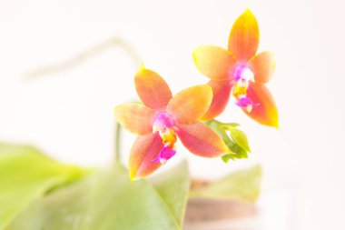 Bulanık bir arka plan üzerinde bir tencerede güzel nadir orkide