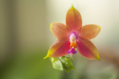 Bulanık bir arka plan üzerinde bir tencerede güzel nadir orkide