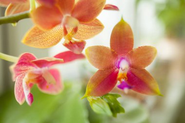 Bulanık bir arka plan üzerinde bir tencerede güzel nadir orkide