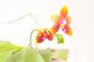 Bulanık bir arka plan üzerinde bir tencerede güzel nadir orkide