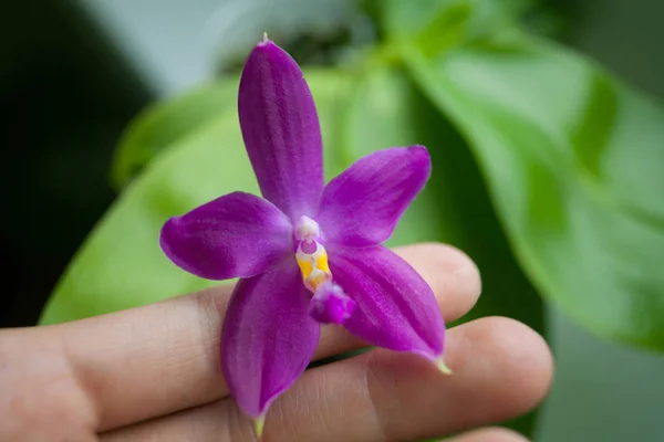 Schöne Seltene Orchidee Einem Topf Auf Verschwommenem Hintergrund — Stockfoto