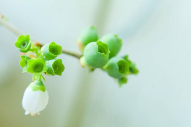 Tarafsız zeminde baharda çiçek açan yabanmersini