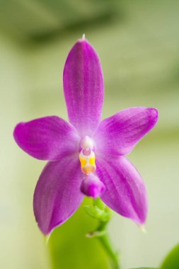 Bulanık bir arka plan üzerinde bir tencerede güzel nadir orkide