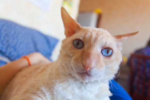 Beau chat aux cheveux bouclés — Photo