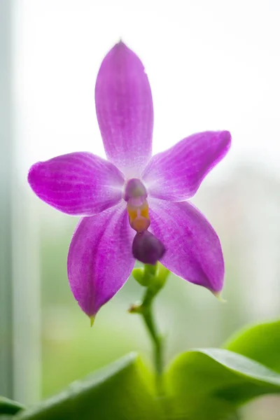 Bulanık Bir Arka Plan Üzerinde Bir Tencerede Güzel Nadir Orkide — Stok fotoğraf