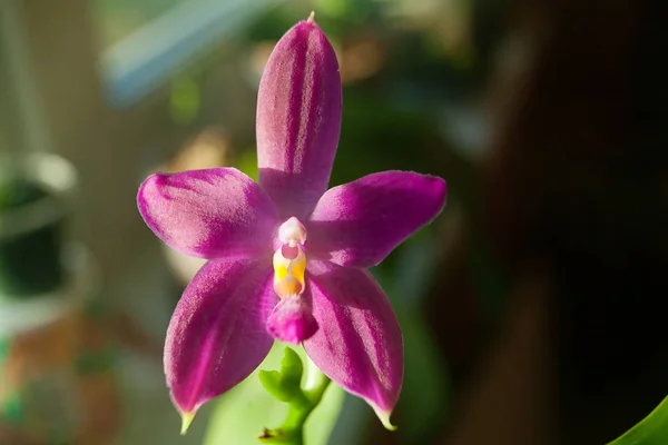 Hermosa Orquídea Rara Una Olla Sobre Fondo Borroso — Foto de Stock