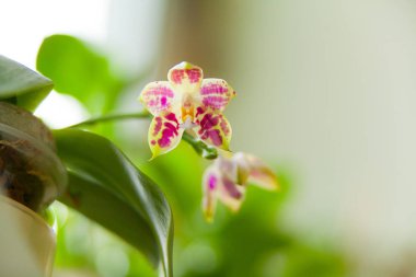 Bulanık bir arka plan üzerinde bir tencerede güzel nadir orkide