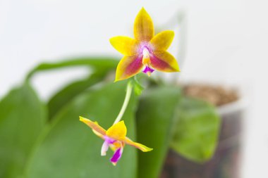 Beyaz arka planda bir tencerede nadir bulunan güzel bir orkide.