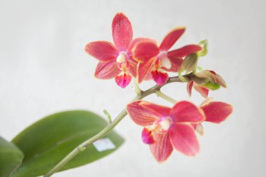 Beyaz arka planda bir tencerede nadir bulunan güzel bir orkide.
