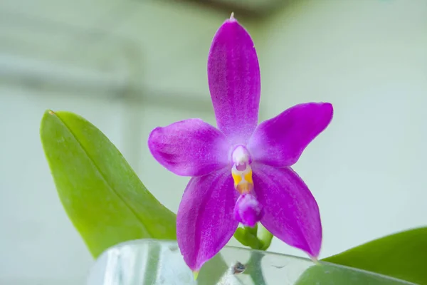 Hermosa Orquídea Rara Una Olla Sobre Fondo Borroso — Foto de Stock
