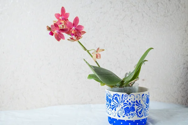 Orquídea Rara Bonita Pote Fundo Branco — Fotografia de Stock