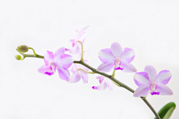 Hermosa Orquídea Rara Una Olla Sobre Fondo Blanco — Foto de Stock