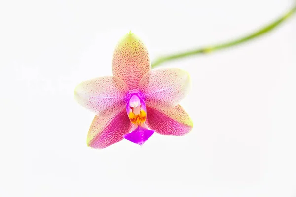 Красивая Редкая Орхидея Горшке Белом Фоне — стоковое фото