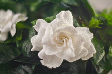 Yeşil arka planda güzel beyaz çiçek gardenyası.