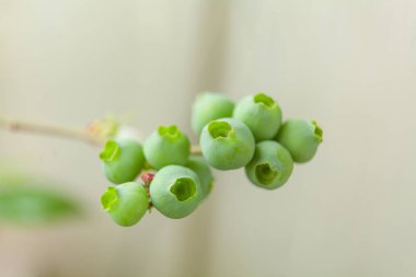 Baharda bahçede bir dalda olgunlaşmamış yabanmersini böğürtlenleri