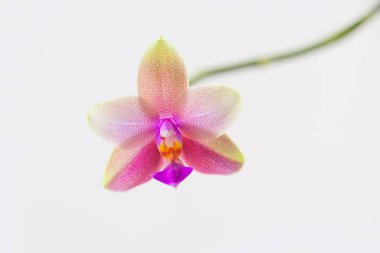 Beyaz arka planda bir tencerede nadir bulunan güzel bir orkide.