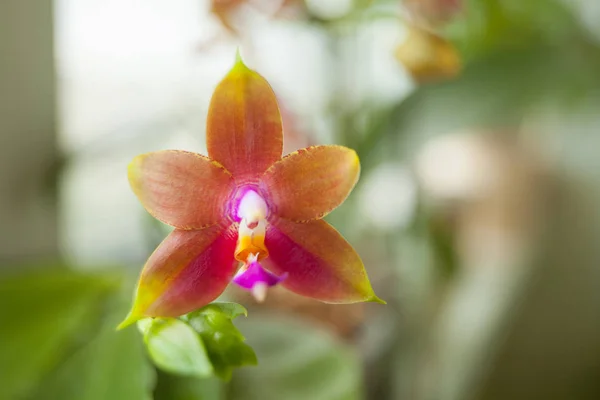 Hermosa Orquídea Rara Una Olla Sobre Fondo Borroso — Foto de Stock