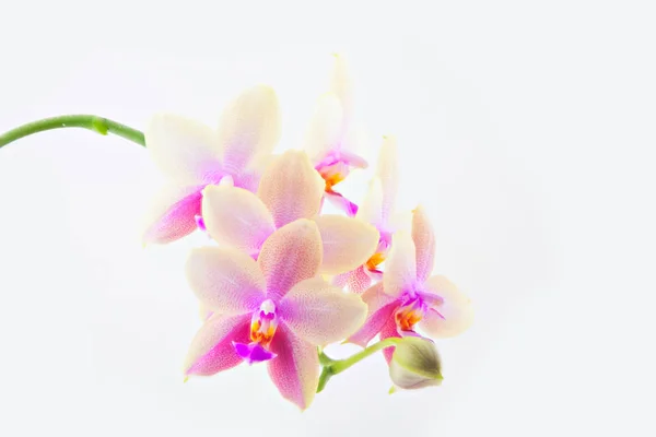 Bella Orchidea Rara Una Pentola Uno Sfondo Bianco — Foto Stock