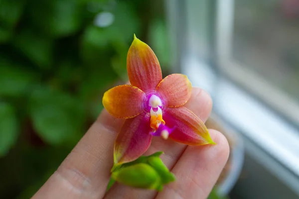 Vackra Sällsynta Orkidéer Kruka Suddig Bakgrund — Stockfoto