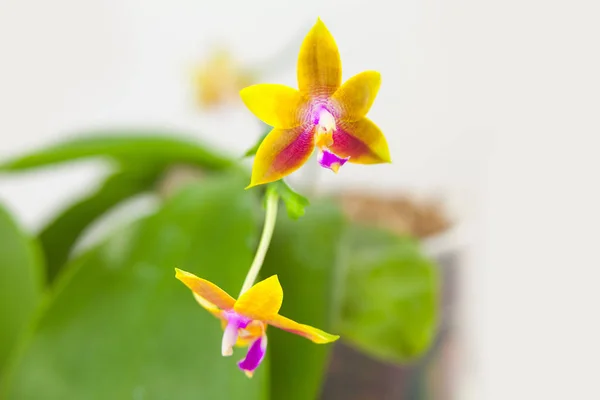 Hermosa Orquídea Rara Una Olla Sobre Fondo Blanco — Foto de Stock