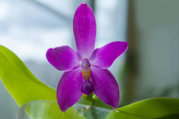 Hermosa Orquídea Rara Una Olla Sobre Fondo Borroso — Foto de Stock