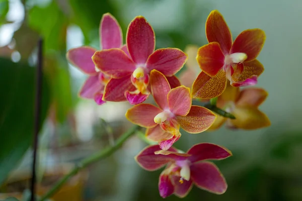 Bir Blurre Üzerinde Bir Tencerede Güzel Nadir Orkide — Stok fotoğraf