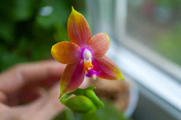 Bella Orchidea Rara Una Pentola Uno Sfondo Sfocato — Foto Stock