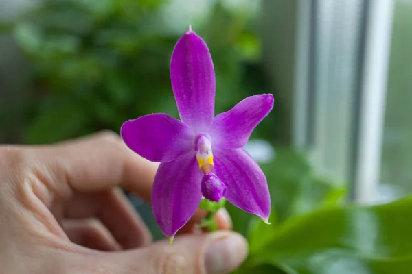 Belle Orchidée Rare Dans Pot Sur Fond Flou — Photo