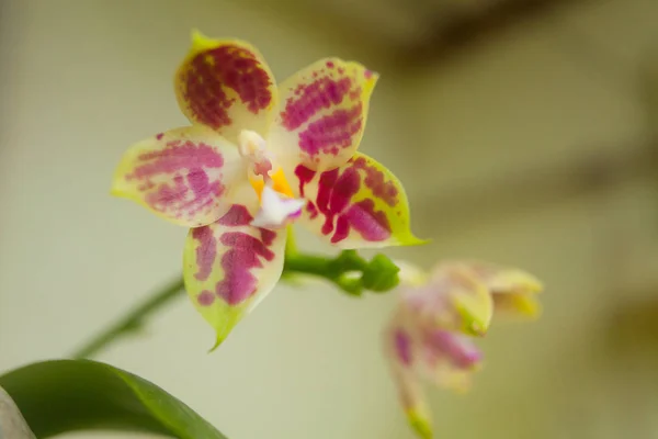 Orquídea Rara Bonita Pote Fundo Borrado — Fotografia de Stock