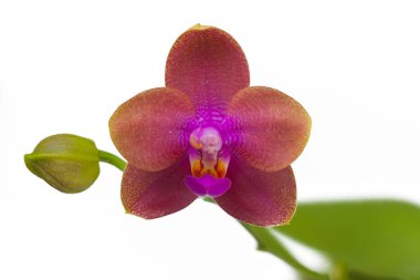 Beyaz arka planda bir tencerede nadir bulunan güzel bir orkide.