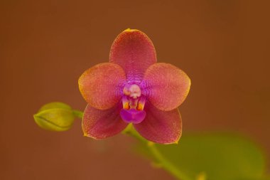 Bulanık bir arka plan üzerinde bir tencerede güzel nadir orkide