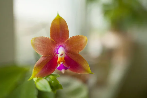 Bella Orchidea Rara Una Pentola Uno Sfondo Sfocato — Foto Stock