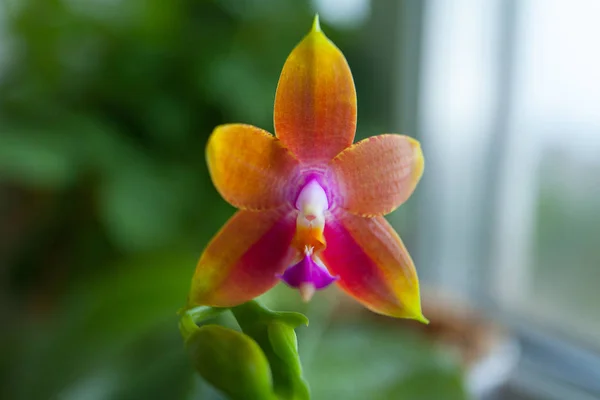 Hermosa Orquídea Rara Una Olla Sobre Fondo Borroso — Foto de Stock