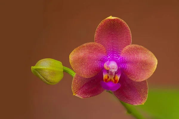 Bulanık Bir Arka Plan Üzerinde Bir Tencerede Güzel Nadir Orkide — Stok fotoğraf