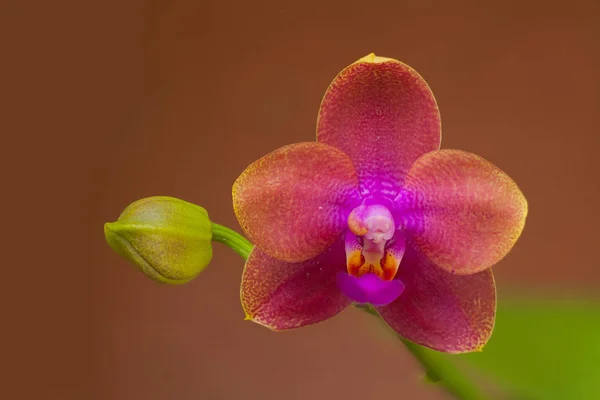 Krásné Vzácné Orchideje Hrnci Rozostřeného Pozadí — Stock fotografie