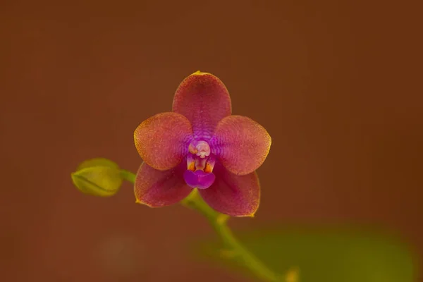 Bella Orchidea Rara Una Pentola Uno Sfondo Sfocato — Foto Stock